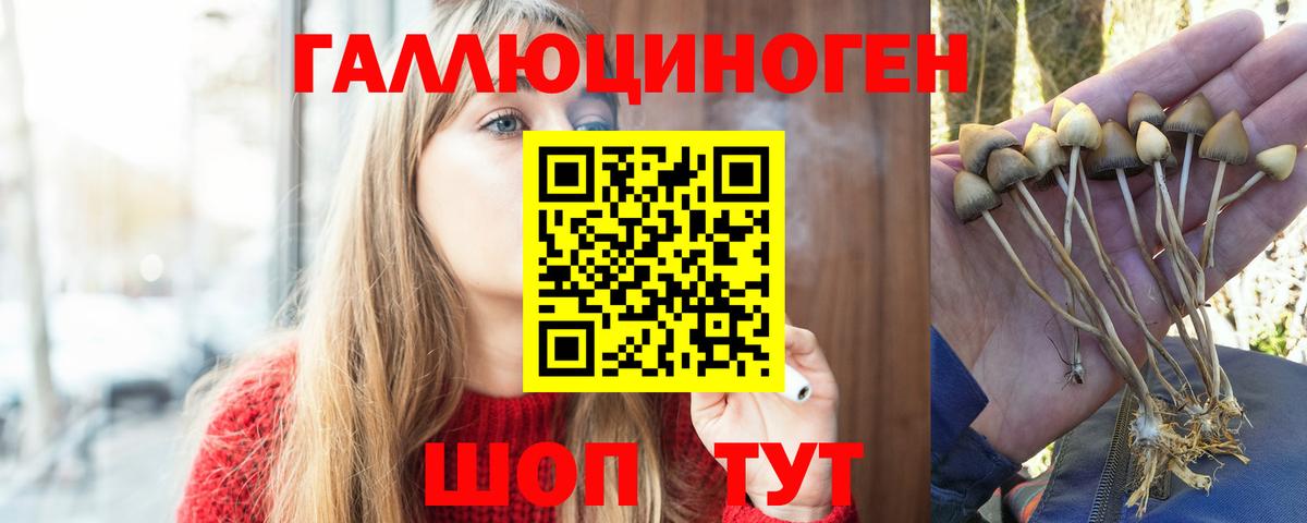 Галлюциногенные грибы Psilocybe Белорецк